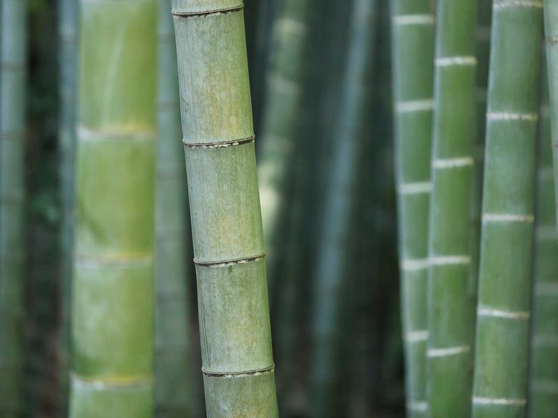 DremoLanVextiRisol Surabaya 2